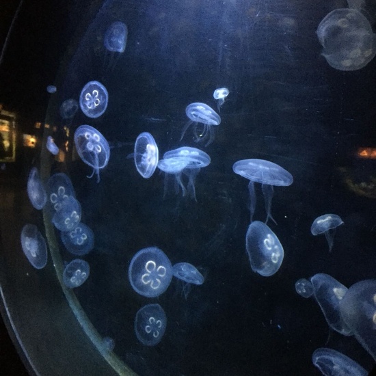 Faunia: taller y visita guiada 4