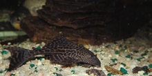 Loricarido (Plecostomus sp.)