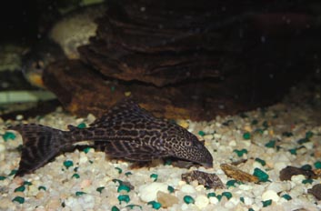 Loricarido (Plecostomus sp.)