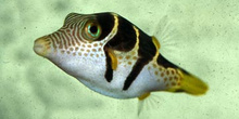 Pez cofre (Canthigaster coronata)