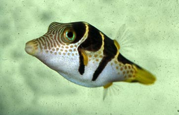 Pez cofre (Canthigaster coronata)