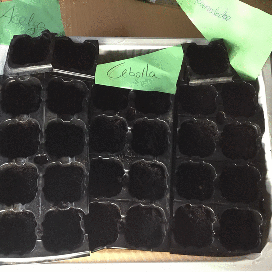 2019_02_08_Cuarto B visita el huerto_CEIP FDLR_Las Rozas 1