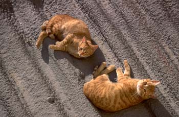 Gato doméstico (Felix catus)