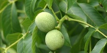 Nogal - Nuez (Juglans regia)