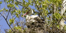 Cigüeña blanca (Ciconia ciconia)