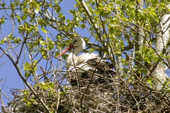 Cigüeña blanca (Ciconia ciconia)