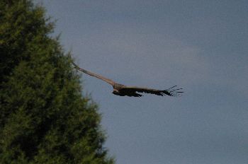 Buitre Leonado, Hoces del Duratón, Segovia, Castilla y León