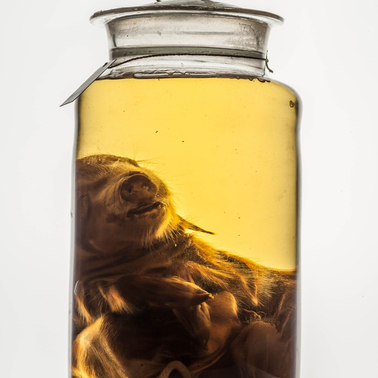 IES_CARDENALCISNEROS_CIENCIASNATURALES_293