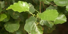 Aliso - Hoja (Alnus glutinosa)