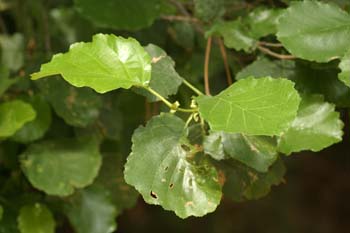 Aliso - Hoja (Alnus glutinosa)