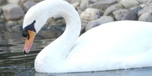 Cisne