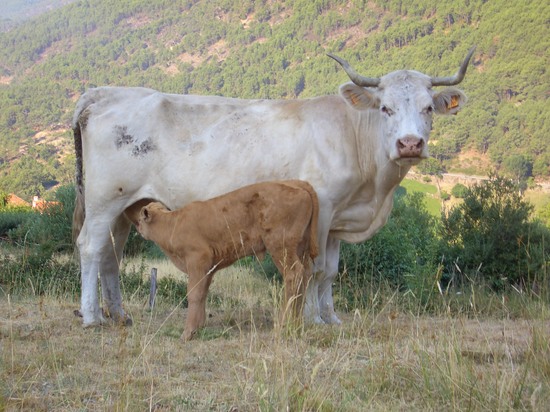Maternidad responsable