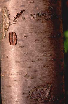 Cerezo - Tronco (Prunus avium)