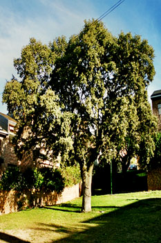 árbol