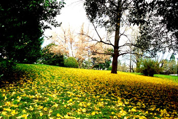 La caída de la hoja