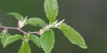 Olmo - Hojas jóvenes (Ulmus sp.)