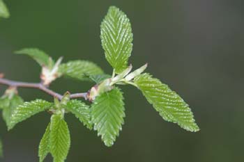 Olmo - Hojas jóvenes (Ulmus sp.)