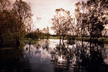 Eucaliptos en el Parque Nacional de Kakadu, Australia