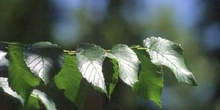 Olmo común - Hojas (Ulmus minor)