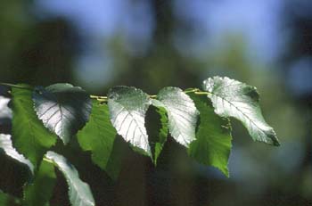 Olmo común - Hojas (Ulmus minor)