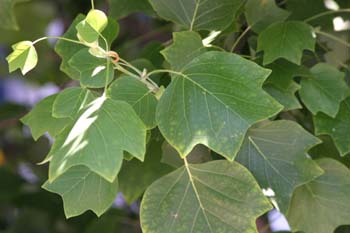 árbol de los tulipanes (Liriodendron tulipifera)