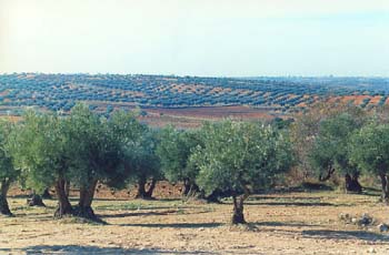 Olivo - Porte (Olea europaea)