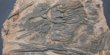 Quenstedticeras sp. (Equino-Crinoideo) Jurásico