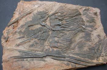 Quenstedticeras sp. (Equino-Crinoideo) Jurásico