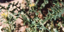 Chinche de escudo (Coreus marginatus)