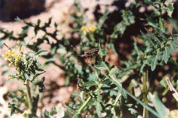 Chinche de escudo (Coreus marginatus)