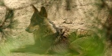 Lobo (Canis lupus)