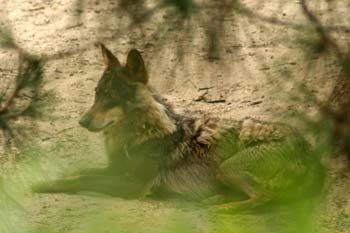 Lobo (Canis lupus)