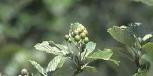 Pudio (Rhamnus alpina)
