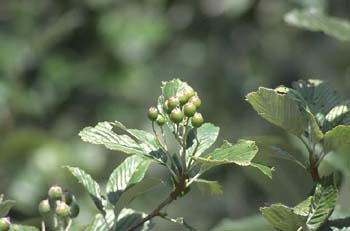 Pudio (Rhamnus alpina)