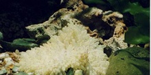 Anemona simbionte (Radianthus kuekenthali)