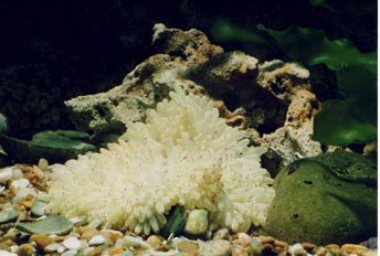 Anemona simbionte (Radianthus kuekenthali)