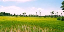 Campos de arroz en Camboya
