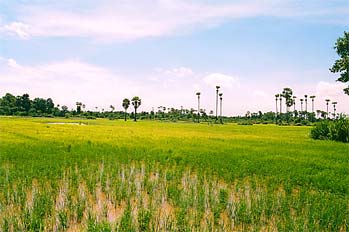 Campos de arroz en Camboya