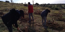 Plantación en el parque forestal de Valdebebas 2019 30