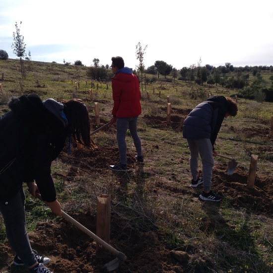 Plantación en el parque forestal de Valdebebas 2019 30