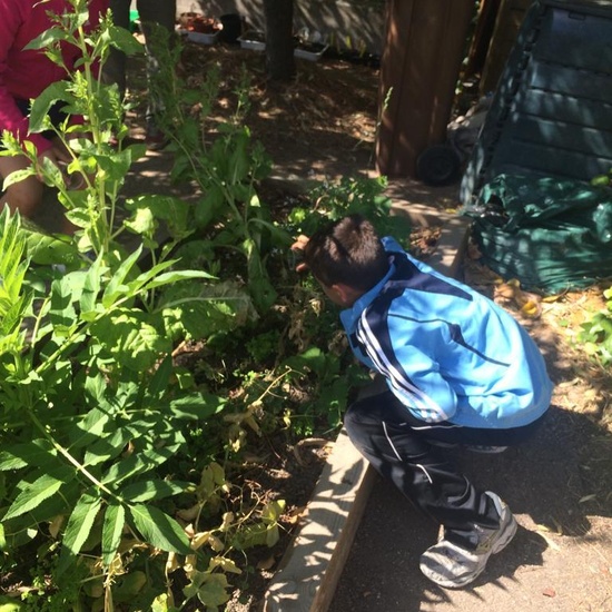 2019_06_11_4º observa insectos en el huerto_CEIP FDLR_Las Rozas 27