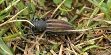 Longicornio zapador (Dorcadion fuliginator)