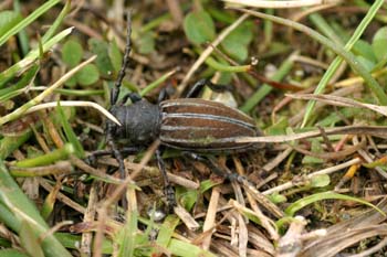 Longicornio zapador (Dorcadion fuliginator)