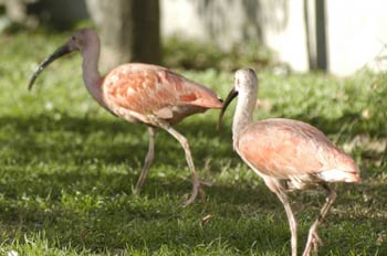 Garzas Rosadas