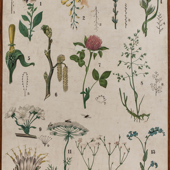 IES_CARDENALCISNEROS_BOTÁNICA_II_LÁMINAS_034