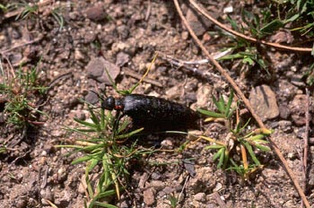 Aceitera (Meloë corallifer)