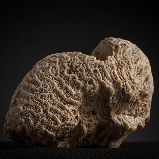 IES_CARDENALCISNEROS_CONCHAS_097