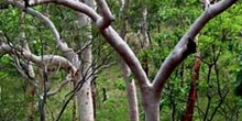 Bosque de eucaliptos, Australia