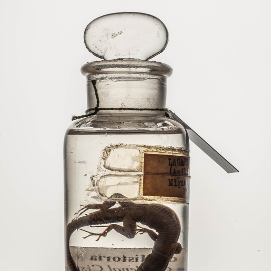 IES_CARDENALCISNEROS_CIENCIASNATURALES_219