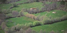 Sauce blanco - Setos (Salix alba)